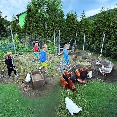 Wzgorze W Cieniu Lasu *